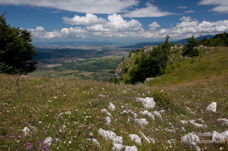 Wenig wüchsige Alpwiese - RO, Brașov, Măgura, 20.07.2009