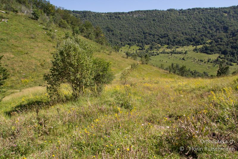 Wüchsige Wiesenvegetation - HR, Istrien, Ucka Nationalpark, 02.08.2014