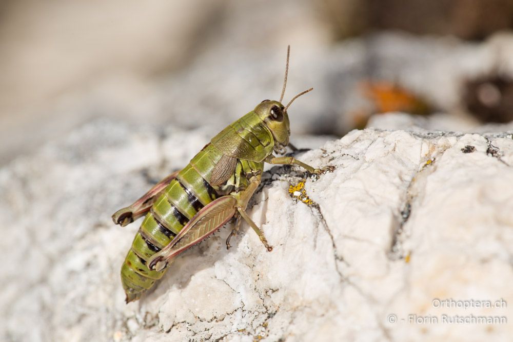 Podisma goidanichi ♀ - IT, Marken, Sibyllini-Gebirge, 29.09.2014