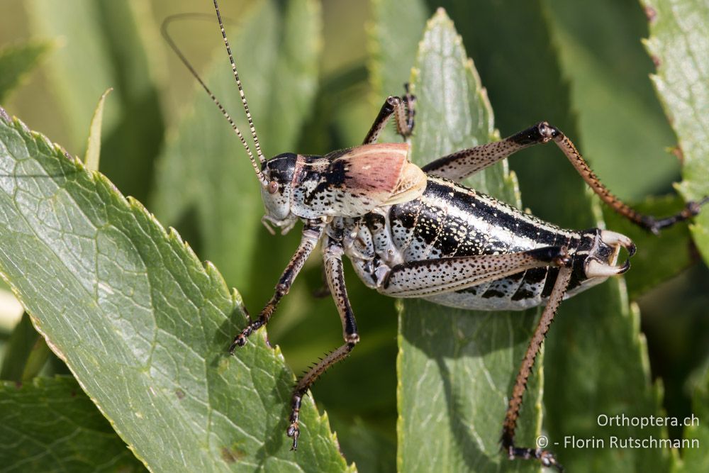 Polysarcus scutatus ♂ - GR, Thessalien, Mt. Anilio, 25.06.2015