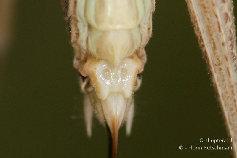 Subgenitalplatte ♀ - HU, Mitteltransdanubien, Sáska, 06.07.2016