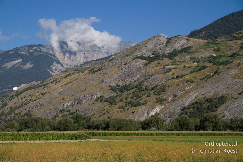 Leuker Felsensteppe vom Tal her gesehen - CH, VS, Leuk, 20.08.2013