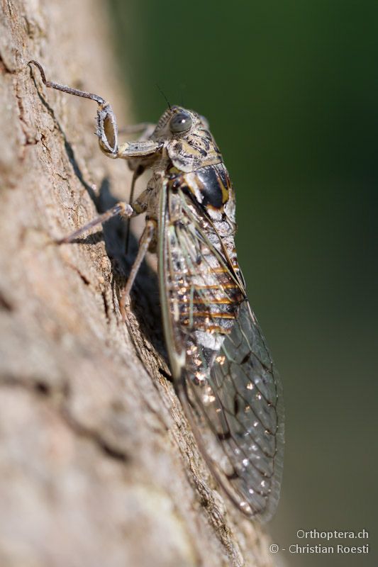Singzikade - Asprovalta, 11.07.2012