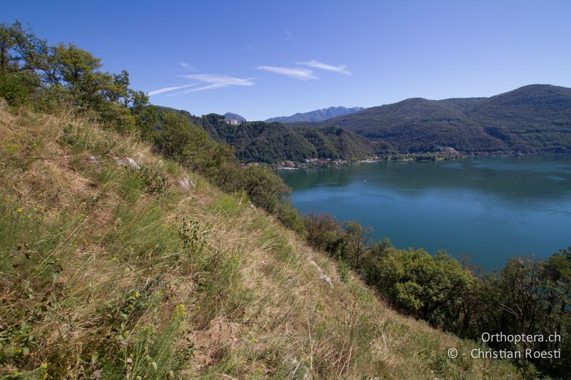 Trockenwarme Wiesen auf steinigem Grund - CH, TI, Mt. Caslano, 14.09.2012
