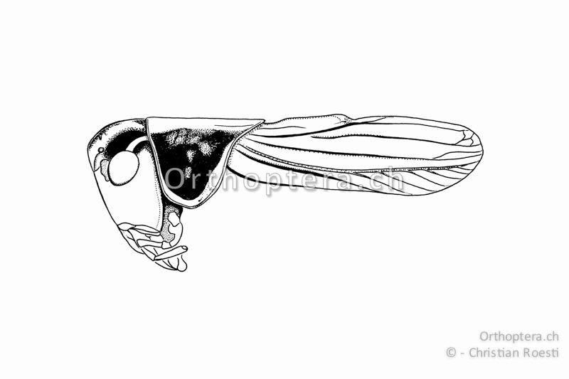 Kopf, Halsschild und Vorderflügel von Roeseliana azami minor ♂.