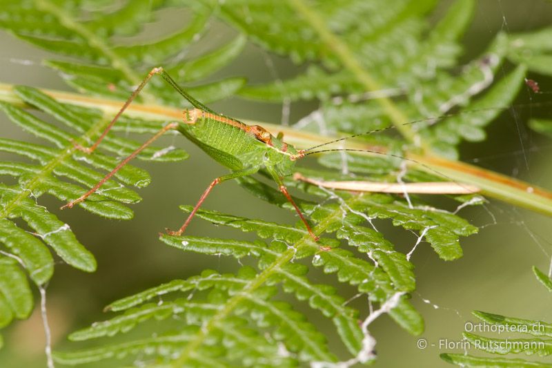 Leptophyes punctatissima ♂ - GR, Zentralmakedonien, Mt. Olymbos, 04.08.2012