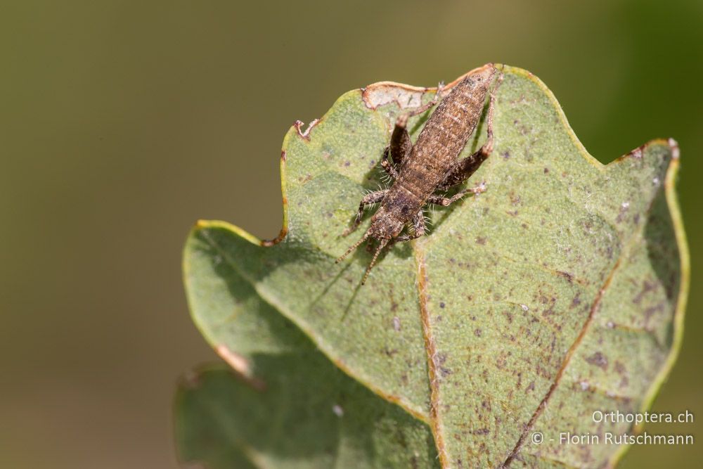 Arachnocephalus vestitus ♂ - IT, Marken, Fabriano, 28.09.2014