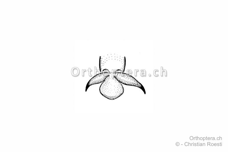 Krallen von Euchorthippus elegantulus ♂. Sie sind nicht glech gross.