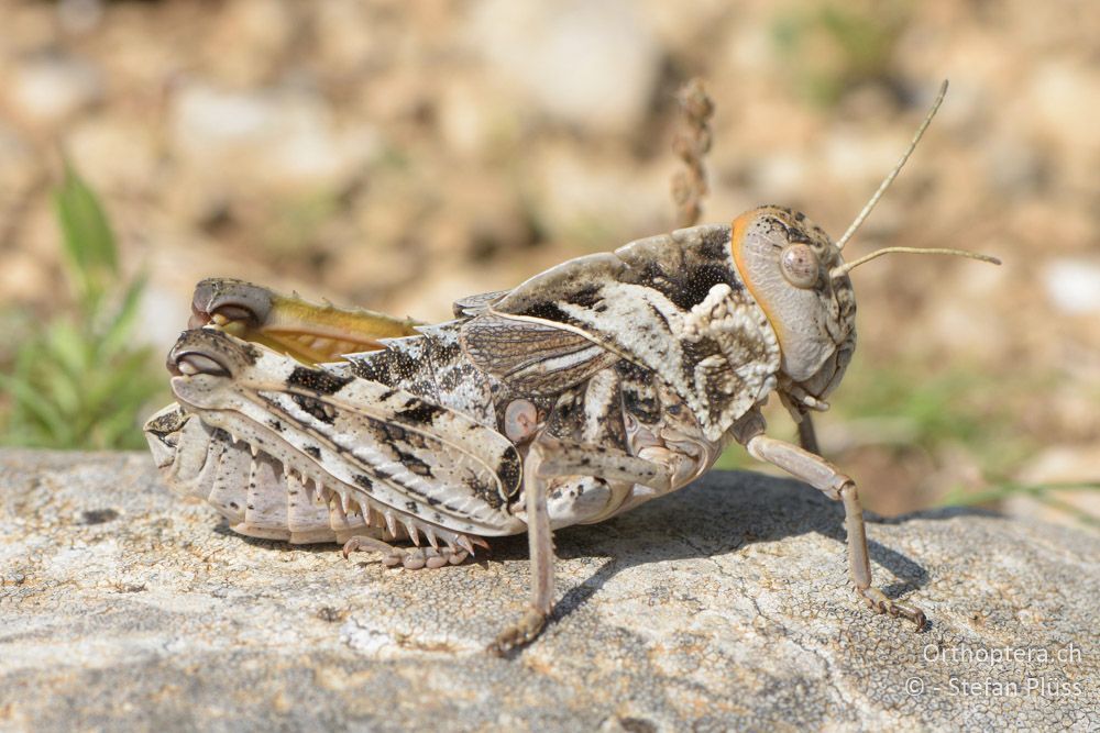 ♀ von Prionotropis hystrix - HR, Istrien, Skitača, 24.06.2016