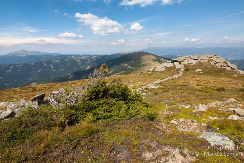 Weitläufige Zwergstrauchheiden mit alpinen Rasen - AT, Kärnten, Saualpe, 19.08.2013