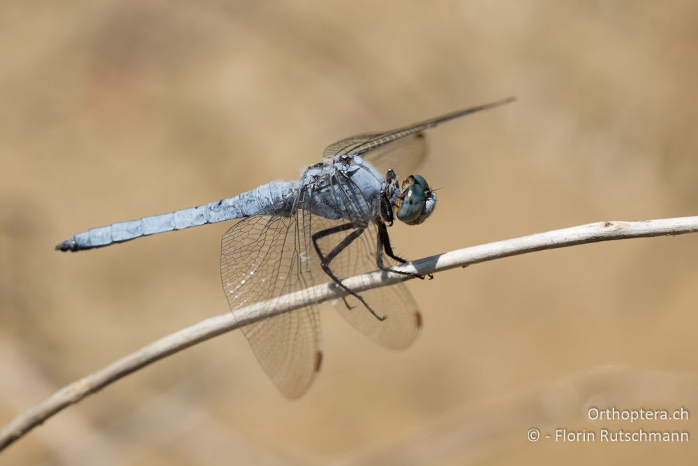 Südlicher Blaupfeil (Orthoetrum brunneum) ♂ - GR, Mittelgriechenland, Molos, 13.06.2015
