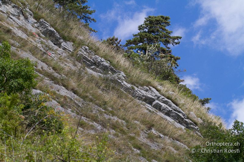 Felsensteppe mit geringem Aufkommen von Strauchvegetation - CH, BE, Biel, 09.09.2013