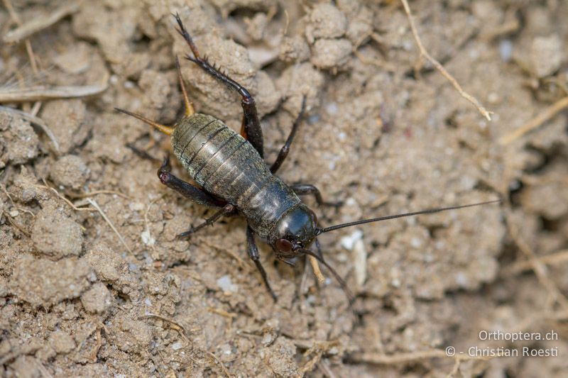 Larve von Gryllus campestris im ca. 6. Stadium - CH, BE, Bremgarten, 13.09.2013