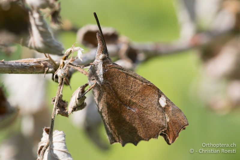 Mit geschlossenen Flügeln ist der Zürgelbaum-Schnauzenfalter (Libythea celtis) gut getarnt - HR, Istrien, Račja Vas 25.06.2016
