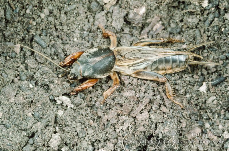 Gryllotalpa gryllotalpa ♂ - CH, ZH, Winterthur, 1995