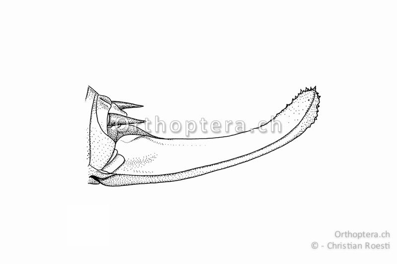 Legeröhre von Polysarcus denticauda ♀.