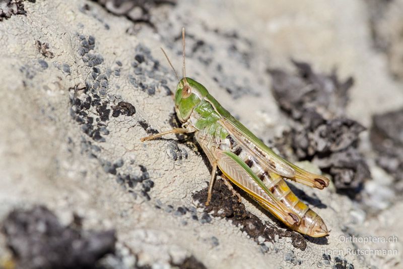 Stenobothrus nigromaculatus ♀ - GR, Westmakedonien, Mt. Varnous, 21.07.2012