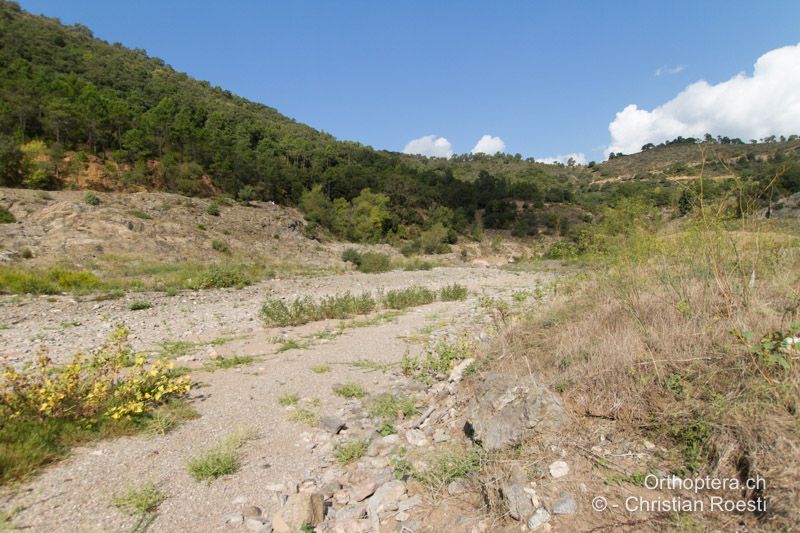 Ausgetrocknetes Tälchen mit Ruderalvegetation - FR, Var, Fréjus, 25.09.2014