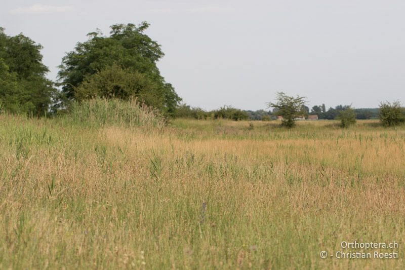 Feuchte Wiese mit unterschiedlich hohen Strukturen - HU, Bács-Kiskun, Fülöpháza, 08.07.2017