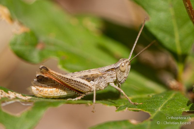 Männchen des Grashüpfers Chorthippus dichrous - Kalampaka, 17.07.2012