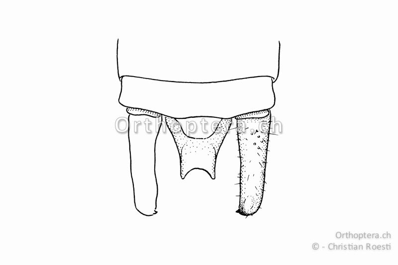 Hinterleibsende von Leptophyes albovittata ♂ von oben. Die Cerci überragen deutlich die Subgenitalplatte.