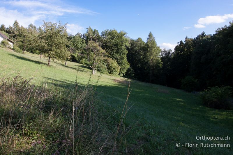 Magere Wiese mit feuchteren Abschnitten im Schlagschatten des Waldes. Mecostethus parapleurus ist hier nur im schattigen Wiesenbereich zu finden - CH, TG, Frauenfeld, 13.08.2013