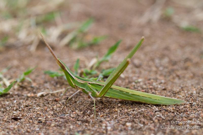 Acrida ungarica ♀ - FR, Var, Fréjus, 25.09.2014