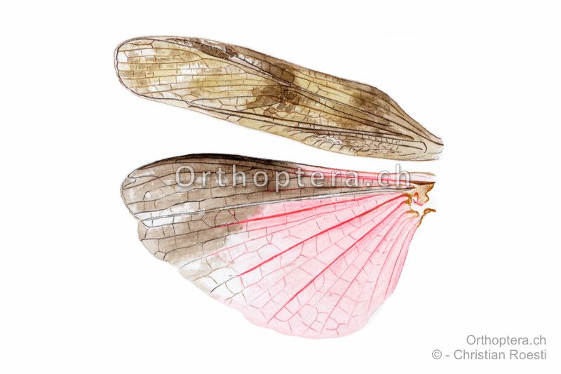 Hinterlflügel Celes variabilis ♂
