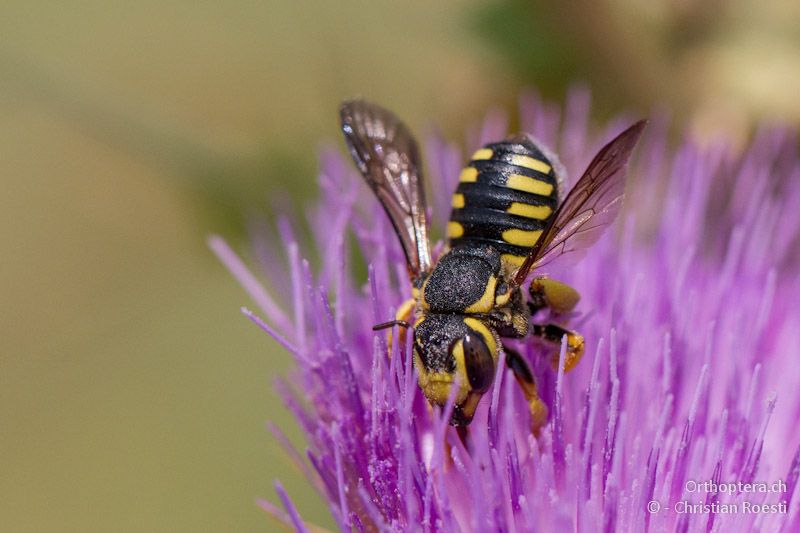 Wollbiene der Gattung Anthidium - Appolonia, 10.07.2012 (Bestimmung: Felix Amiet)