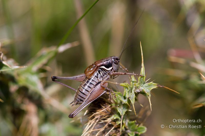 Anterastes serbicus ♂ - GR, Ostmakedonien, Mt. Pangion, 06.07.2013