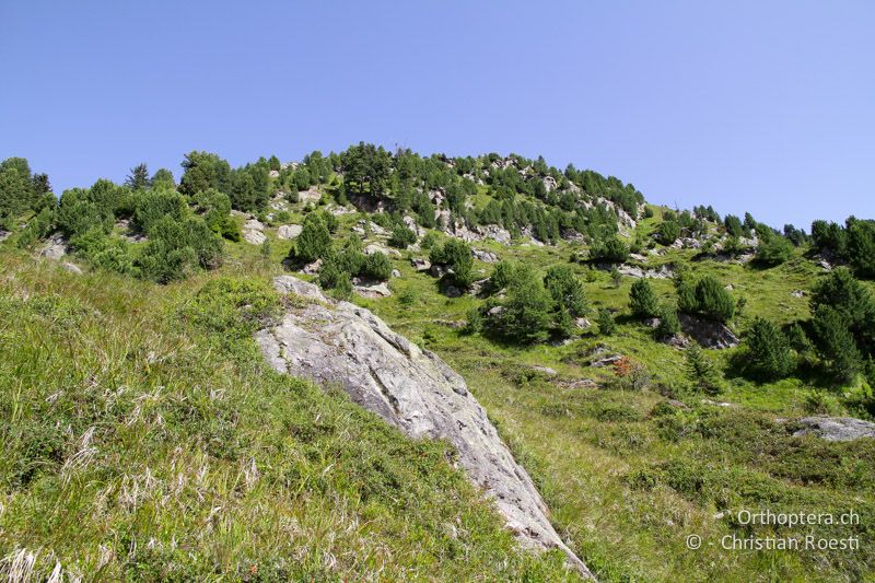 Lichter Arvenwald mit Zwergstrauchheiden - CH, VS, Riederalp, 02.08.2011