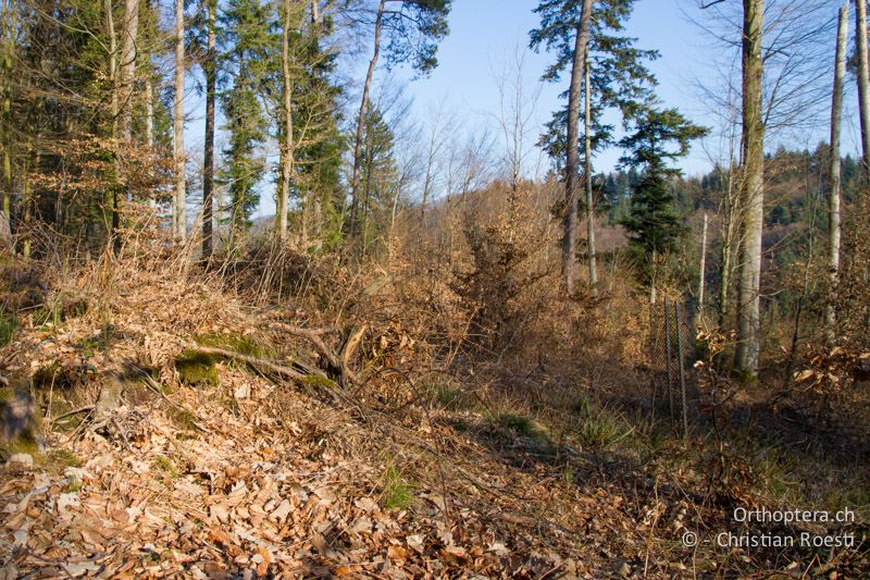 Waldlichtung mit viel Buchenfalllaub - CH, BE, Bickigen, 21.03.2012