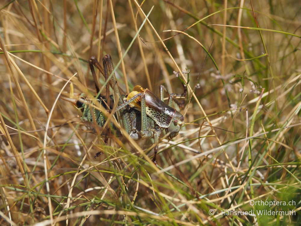 Polysarcus denticauda ♂, singend - HR, Istrien, Mala Učka, 21.07.2015