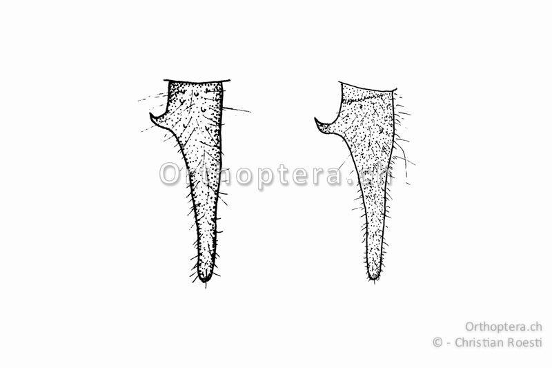 Cercus von zwei verschiedenen ♂♂ von Pholidoptera griseoaptera. Der kräftige Innenzahn liegt im ersten Viertel der Cerci.