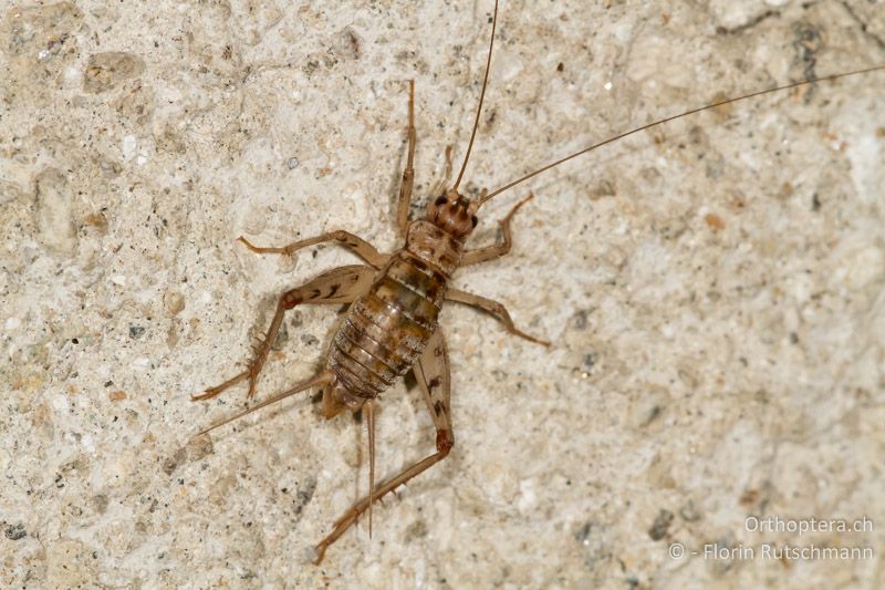 Gryllomorpha dalmatina ♂ - CH, TI, Agarone, 14.09.2012