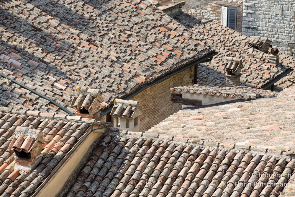 Dächerlandschaft - IT, Umbrien, Gubbio, 04.10.2014