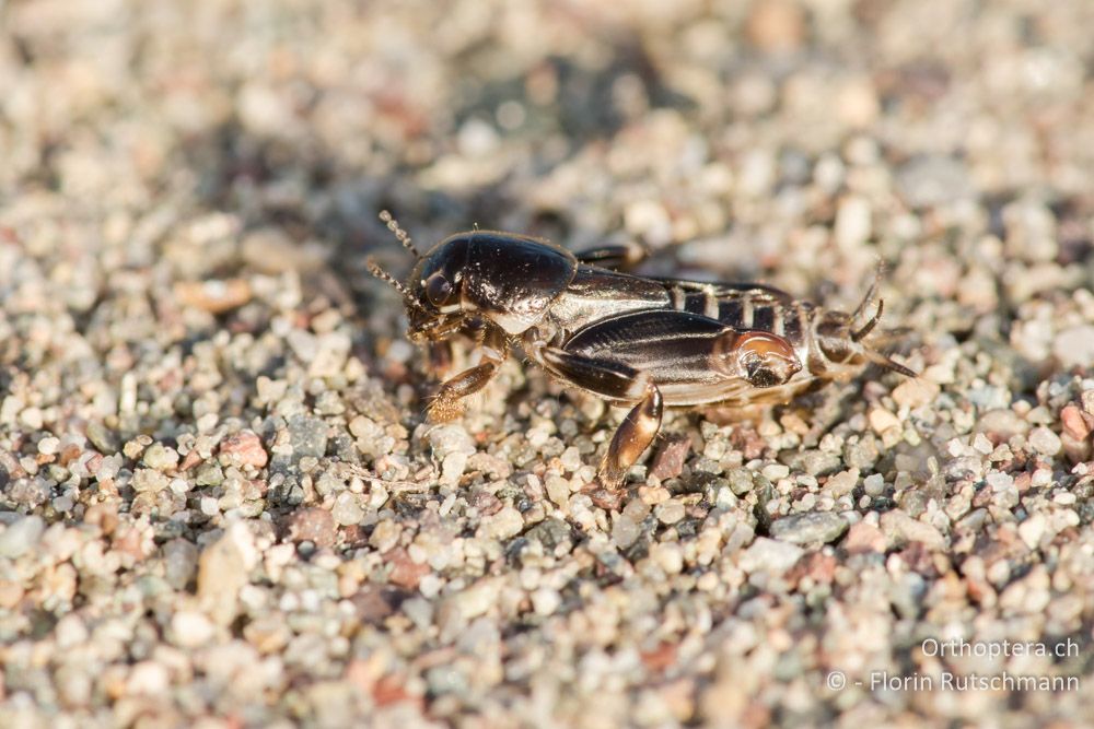 Bruntridactylus irremipes ♀ - GR, Mittelgriechenland, Molos, 12.06.2015