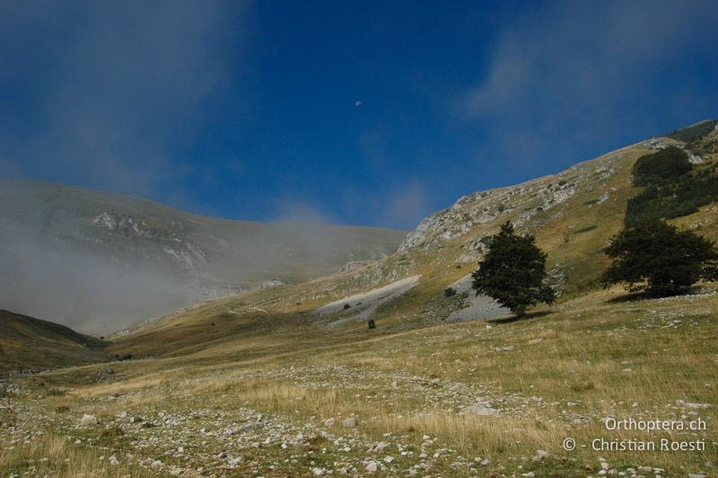 Von Schafen beweidete, kurzgründige Alpweiden - FR, Isère, Col de la Croix-Haute, 02.09.2007