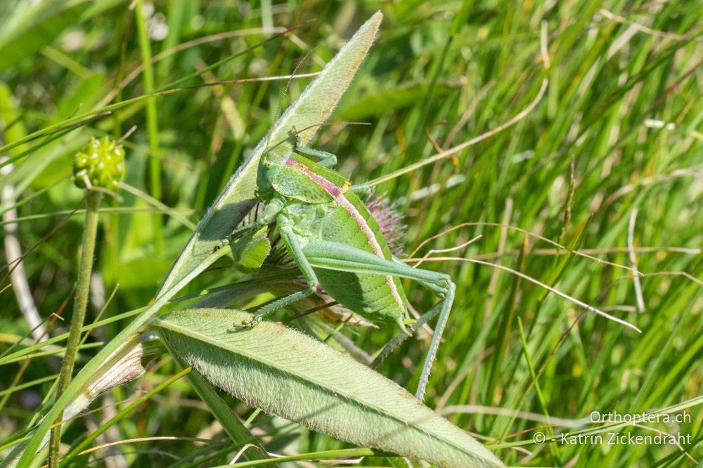 Polysarcus denticauda ♂, Larve - HR, Primorje-gorski Kotar, Vela Učka, 22.06.2016