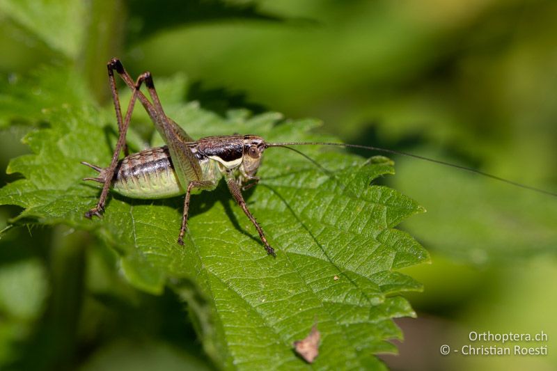 Pachytrachis gracilis ♂ im letzten Larvenstadium - ROM, Banat, Bonțești, 08.07.2020
