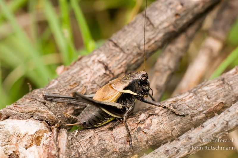 Pholidoptera aptera ♂ - AT, Vorarlberg, Grosses Walsertal, 28.07.2008
