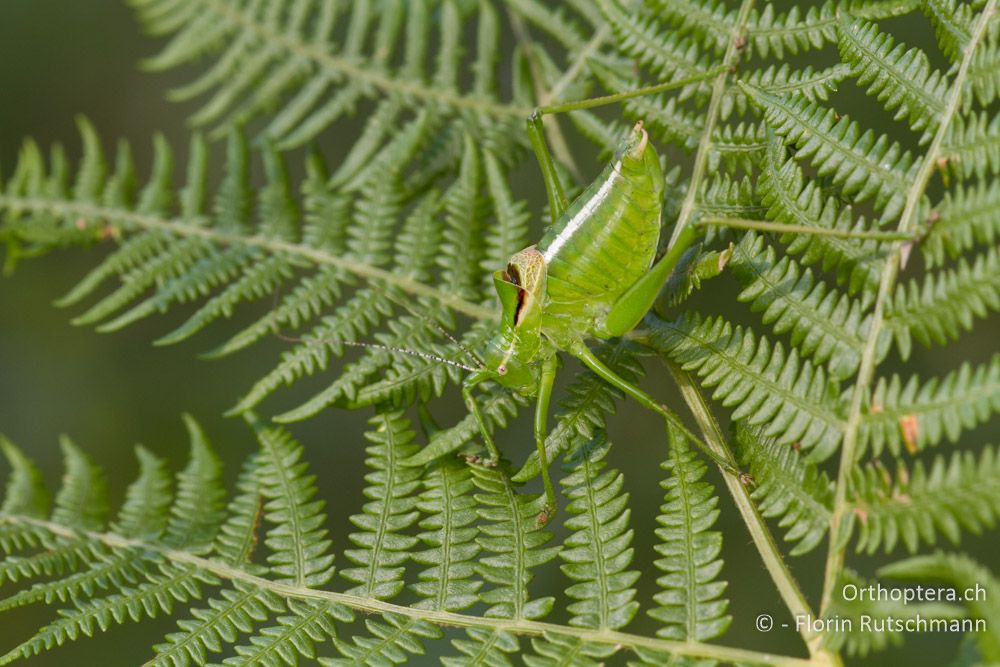 Poecilimon hoelzeli - Mt. Paiko, 30.07.2012
