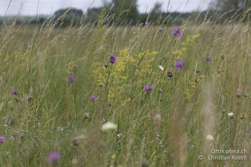 Blumenreiche Magerwiese aus der Sicht der Heuschrecke - AT, Niederösterreich, Ebergassing, 09.07.2016