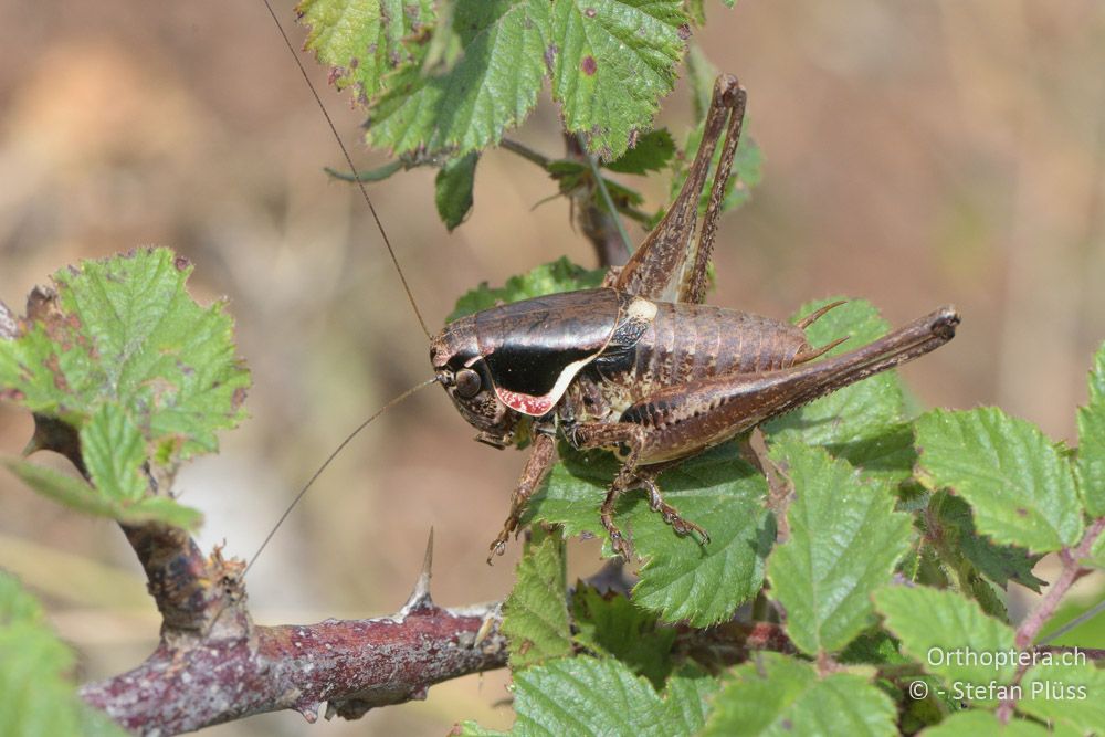 ♂ von Pholidoptera femorata - HR, Istrien, Bokordići, 19.06.2016