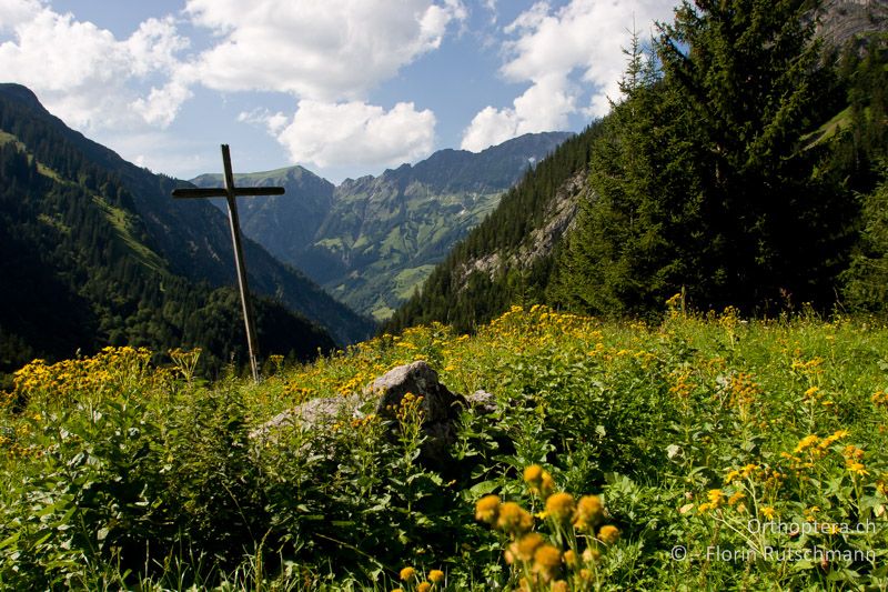 Weide mit Hochstauden - AT, Vorarlberg, Grosses Walsertal, 31.08.2008