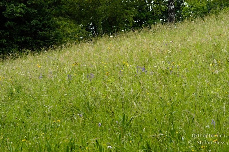 Magerwiese - DE, Baden-Württemberg, Beuren, 10.06.2004