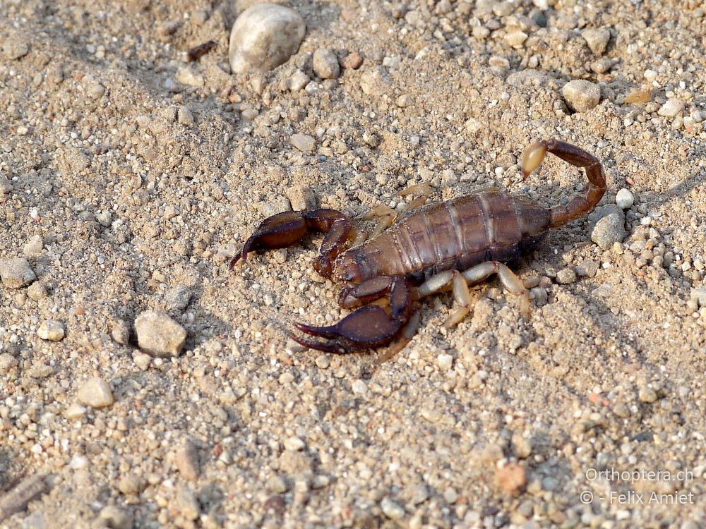Euscorpius italicus - GR, Thessalien, Meteora, 14.07.2013