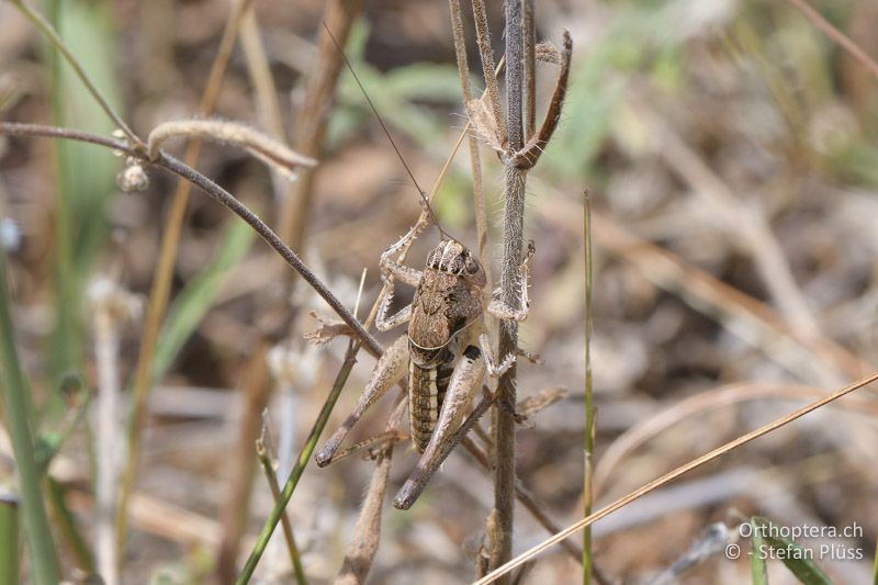 Bucephaloptera bucephala ♂ - GR, Zentralmakedonien, Mt. Hortiatis, 04.07.2017
