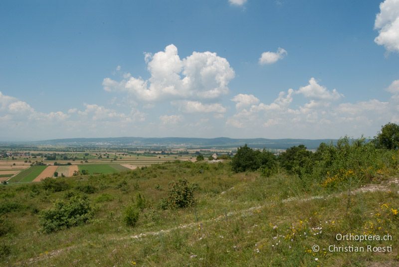 Gebüschreicher Trockenrasen - AT, Burgenland, Sankt Margarethen, 29.06.2010