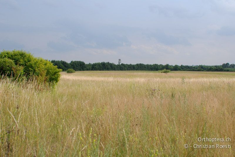 Langgrasige Magerwiese mit Steppencharakter - AT, Niederösterreich, Ebergassing, 26.06.2008